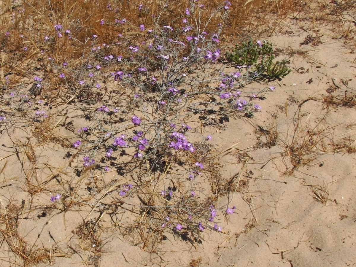 Ria Formosa Ecotour Blumen – Algarve